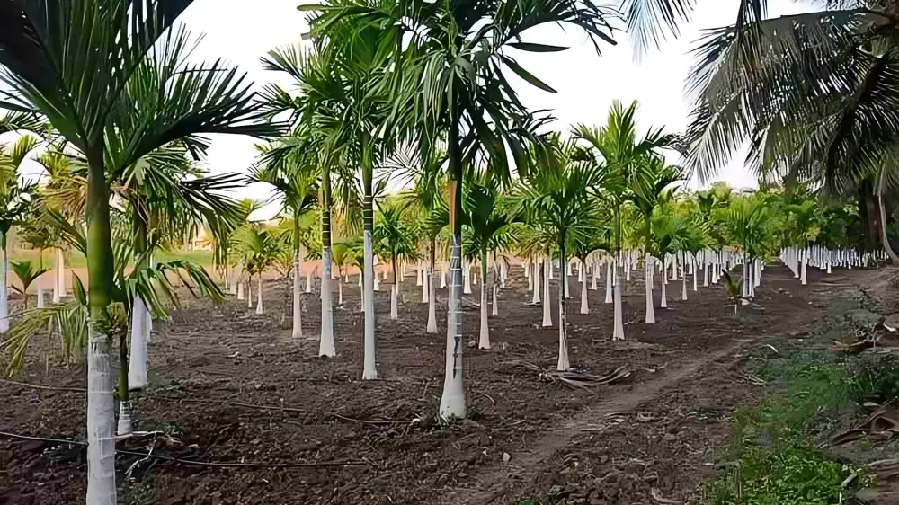 Arecanut cultivation field, young areca palms in tilled rows with drip irrigation