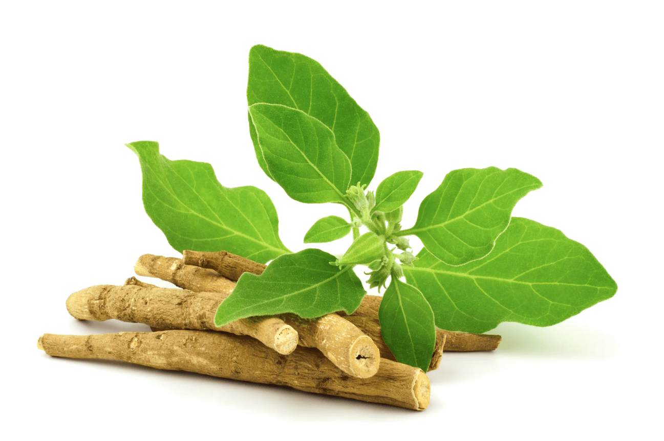 Withania somnifera, ashwagandha root and leaves