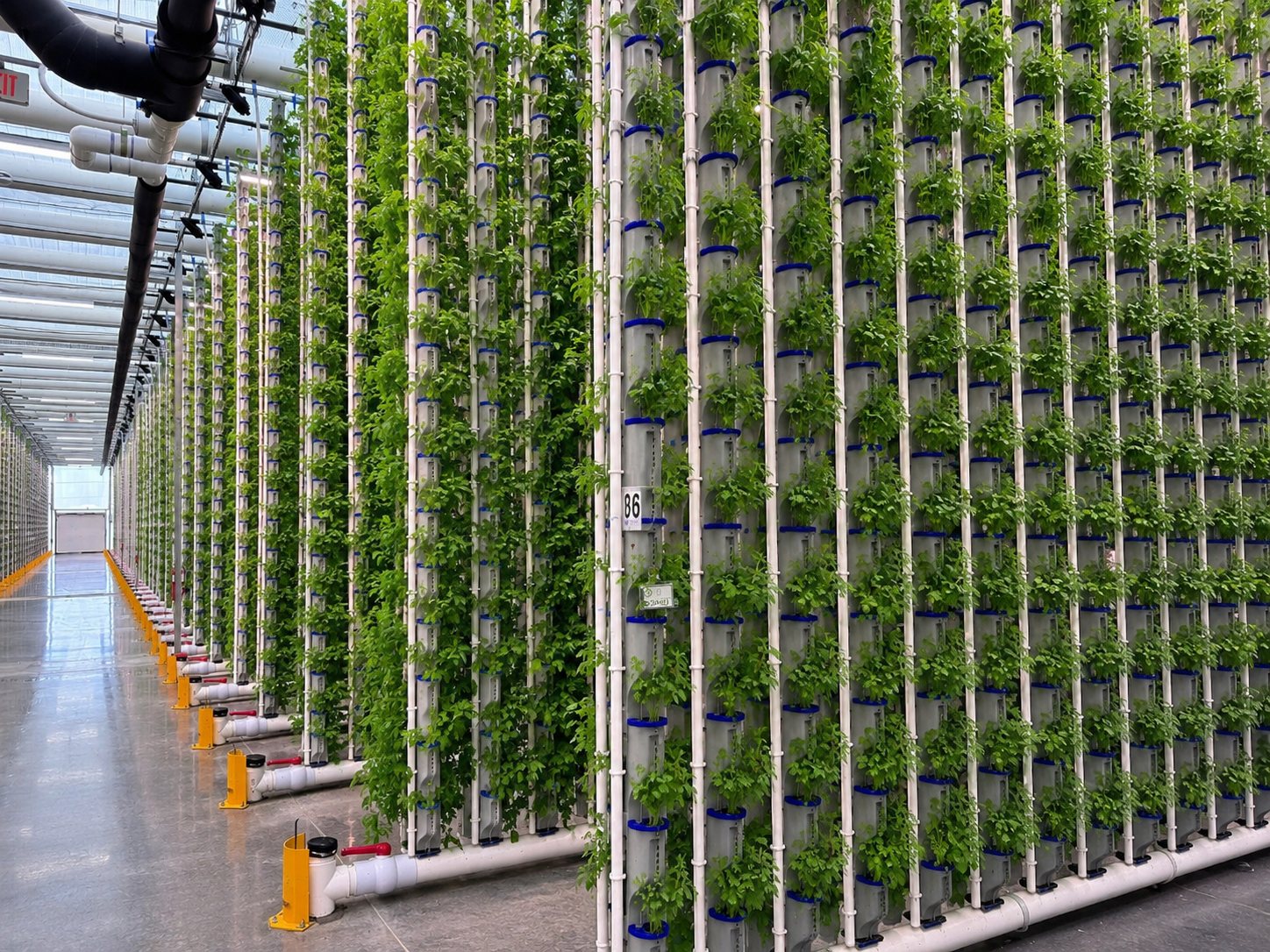 Medicinal plants growing in a vertical hydroponic tower farm