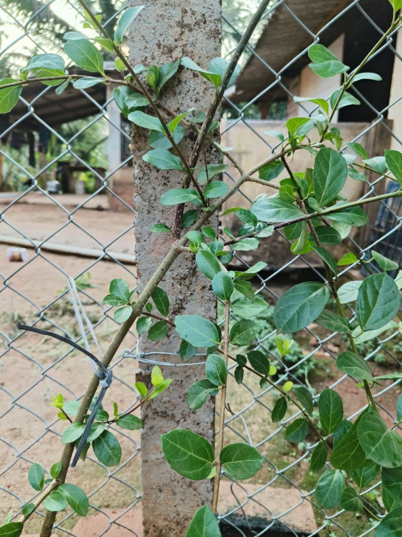 Premna serratifolia, Headache Tree (Agnimantha)