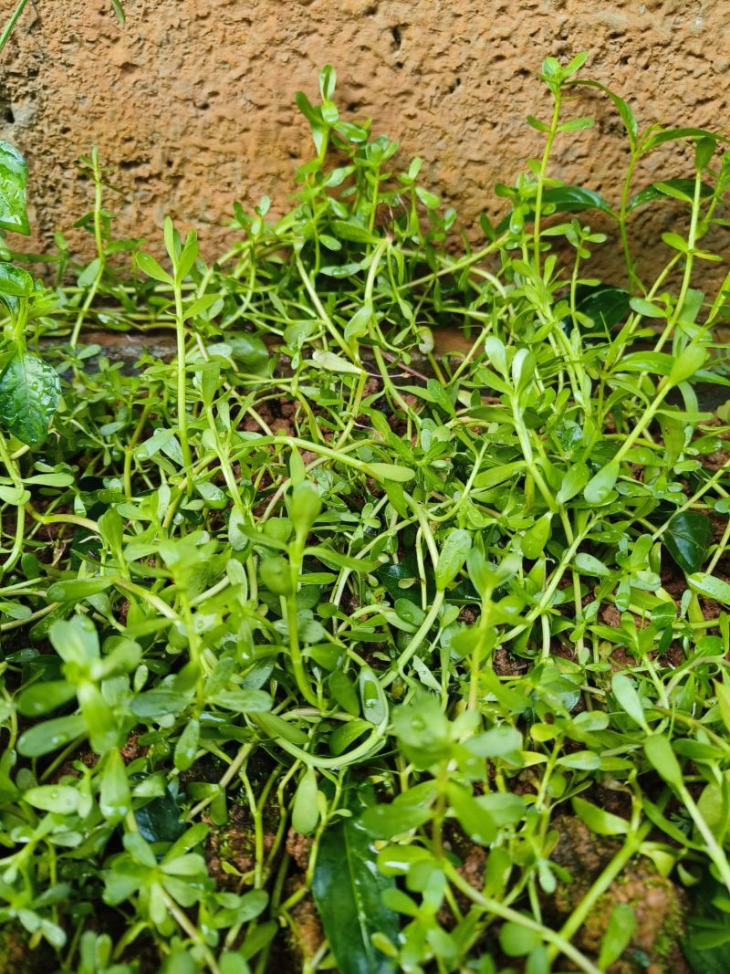 Bacopa monnieri, Brahmi