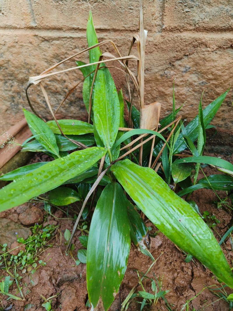 Alpinia galanga, Greater Galangal