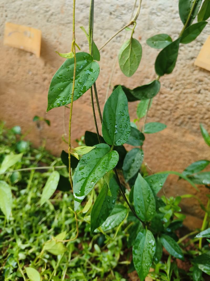 Gymnema sylvestre, Gurmar
