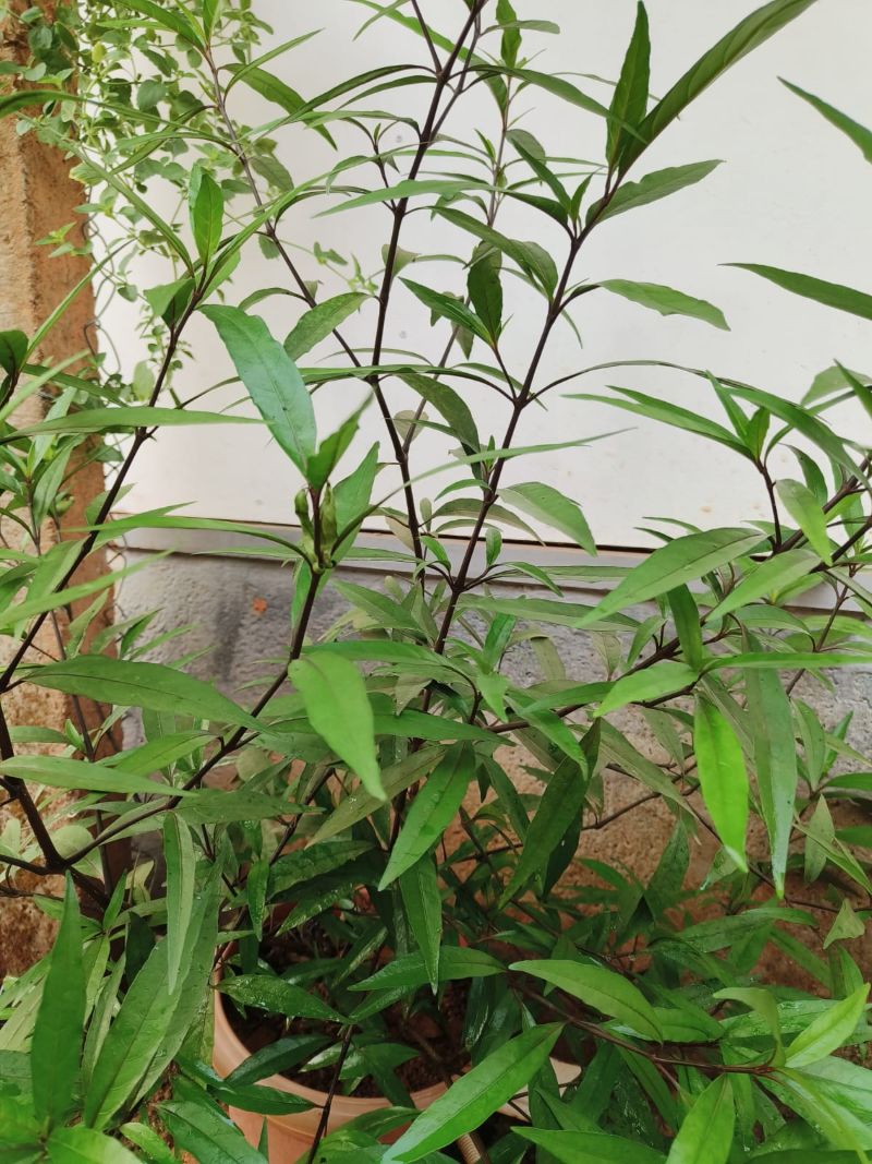 Justicia gendarussa, Willow-leaved Justicia