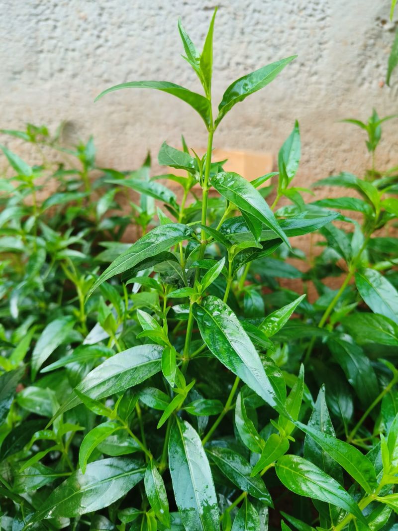 Andrographis paniculata, King of Bitters