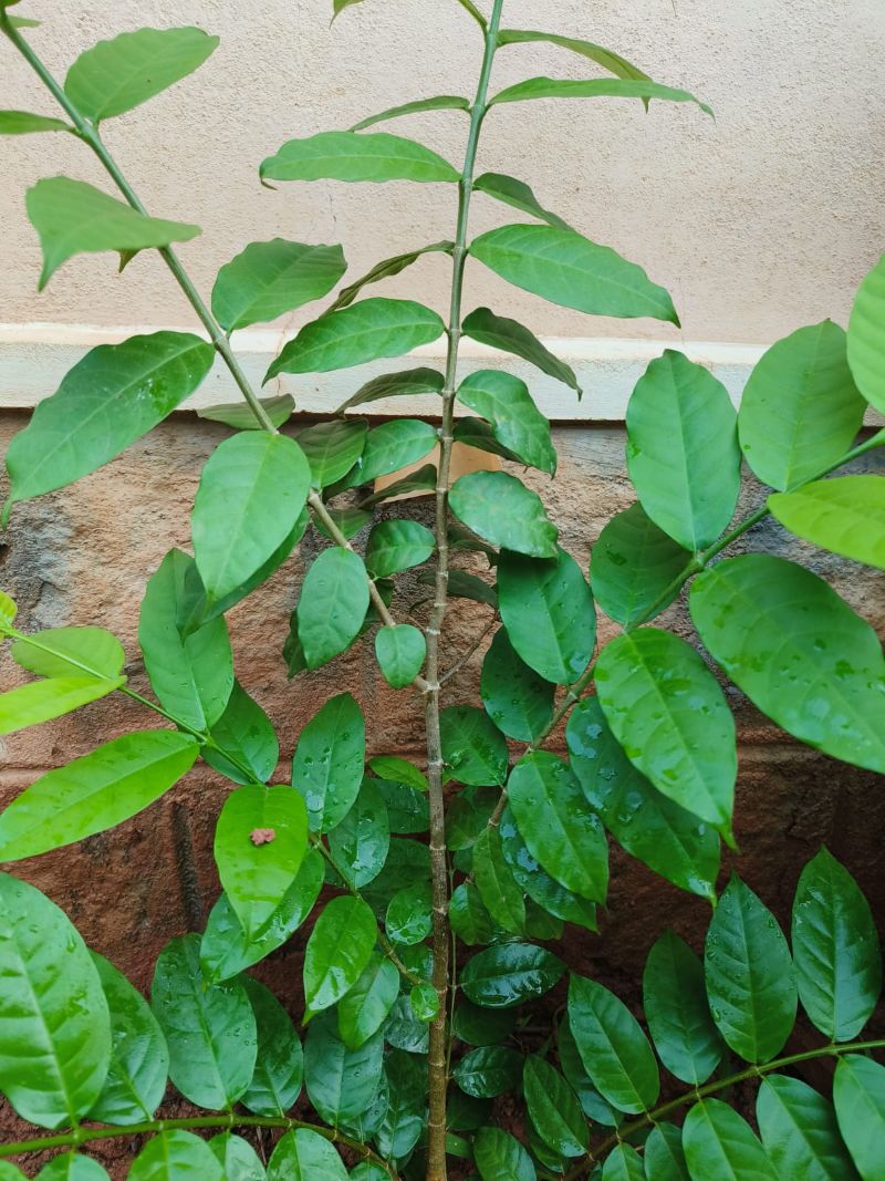 Wrightia tinctoria, Pala Indigo Plant