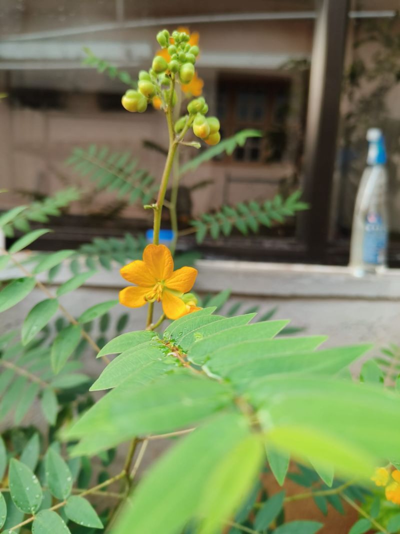 Cassia angustifolia, Indian Senna