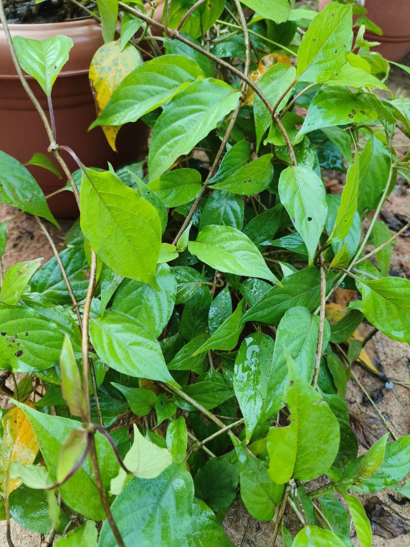 Paederia foetida, Skunk Vine