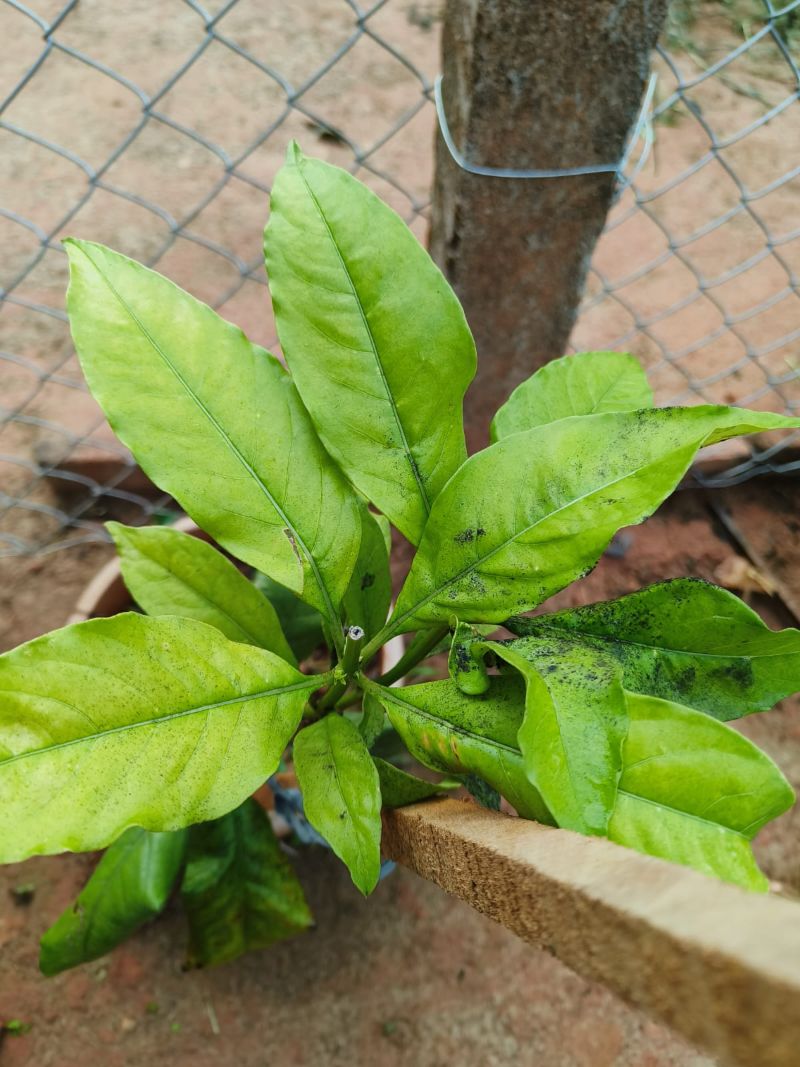 Rauvolfia serpentina, Indian Snakeroot