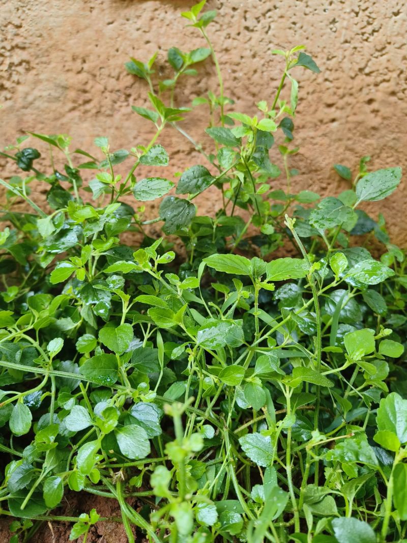 Stemodia verticillata