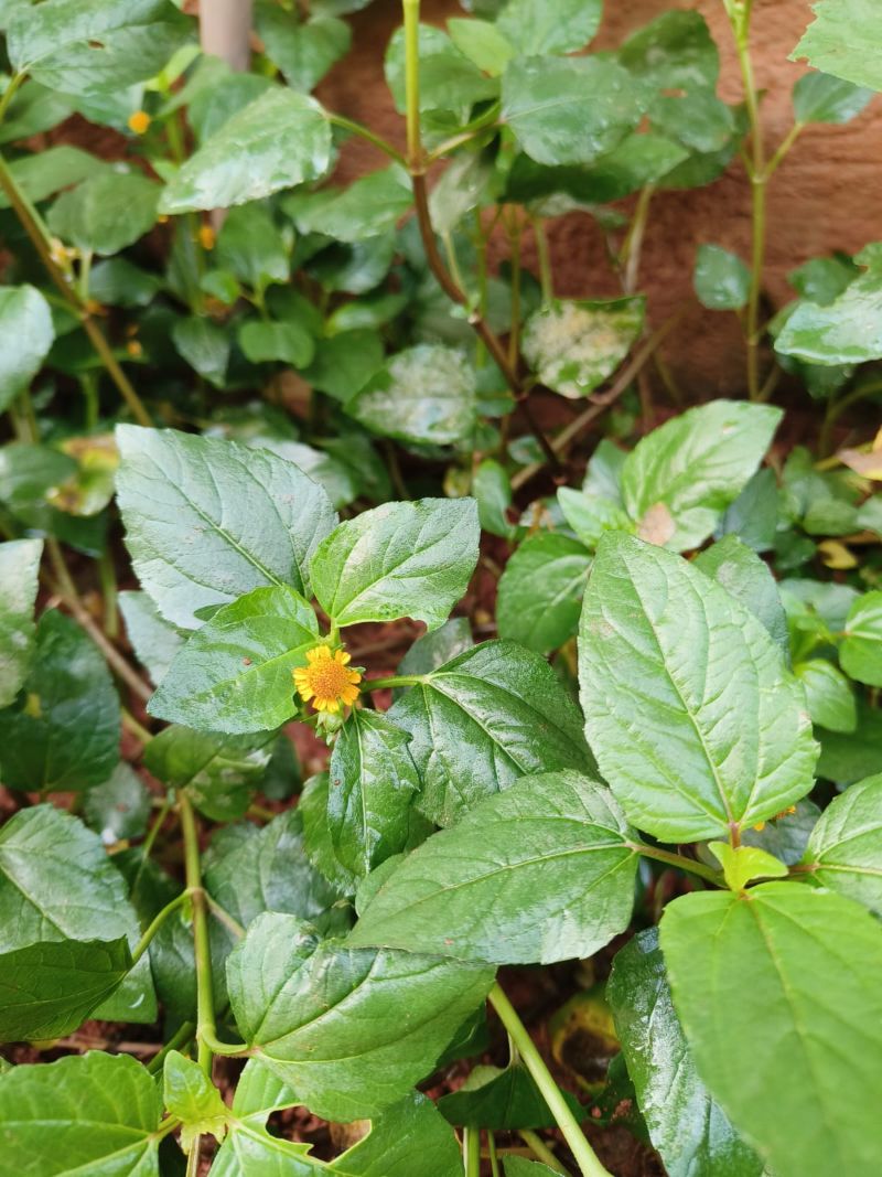 Spilanthes acmella, Toothache Plant