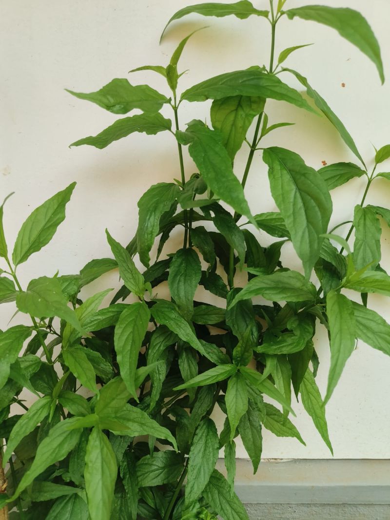 Clinacanthus nutans, Sabah Snake Grass